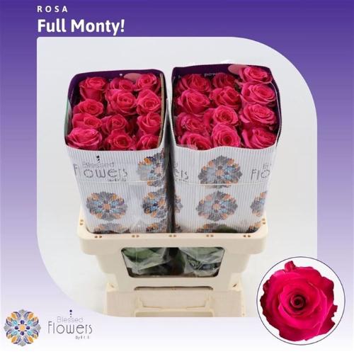 Rosa grootbloemig Full Monty!