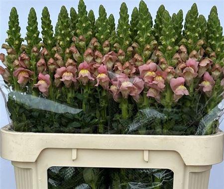 Antirrhinum majus 'Antibes Pink'