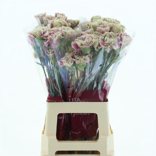 Dianthus standaard 'Antigua'