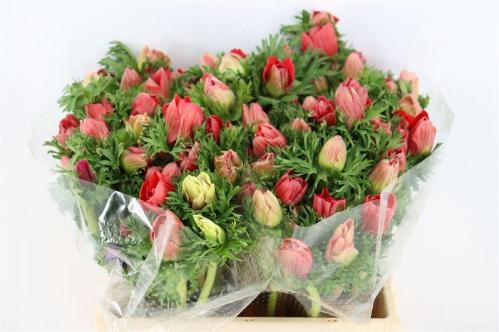 Anemone coronaria 'Marianne Red'