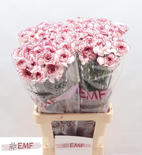 Dianthus standaard Damascus