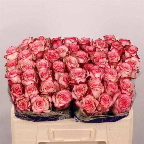 Rosa grootbloemig Paloma