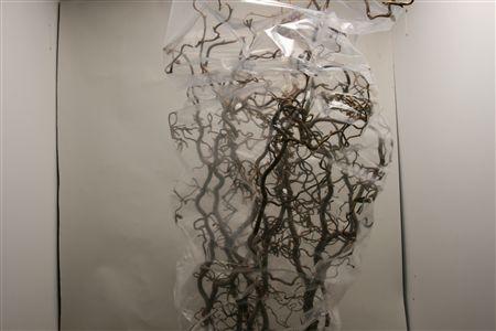 Corylus avellana 'Contorta'