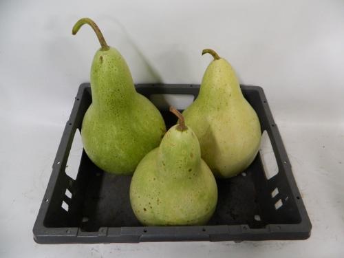 Cucurbita