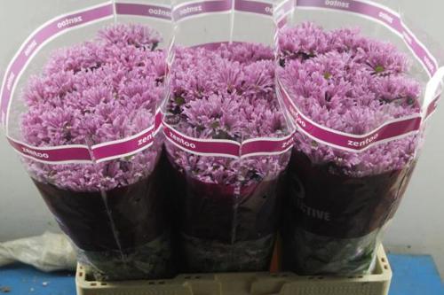 Chrysanthemum (Indicum Grp) tros santini AAA Bluff