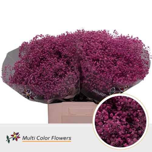 Gypsophila overig kleurbehandeld H%
