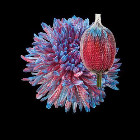 Chrysanthemum (Indicum Grp) geplozen Antonov kleurbehandeld H%