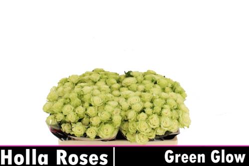 Rosa tros Green Glow