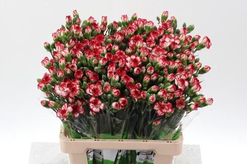 Dianthus tros 'Minuetto'