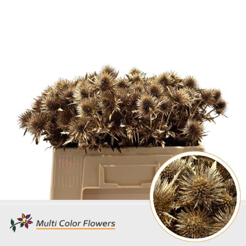 Eryngium alpinum kleurbehandeld H%