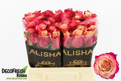 Rosa grootbloemig Bogart-Bb