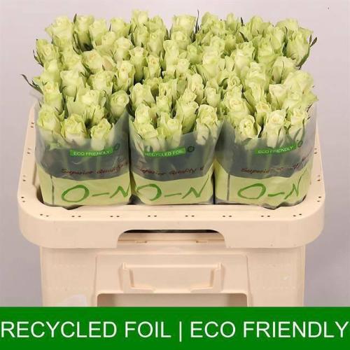 Rosa grootbloemig Athena