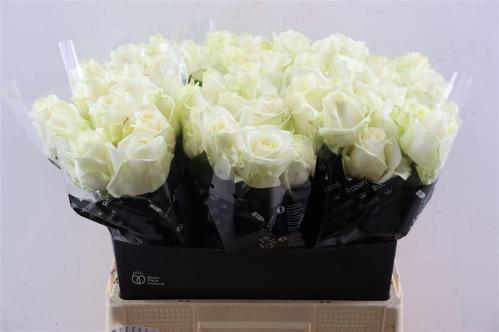 Rosa grootbloemig Avalanche+