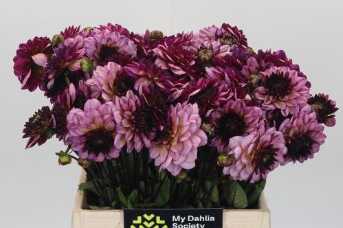 Dahlia (Decorative Grp) 'Muchacha'