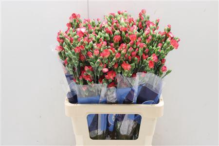 Dianthus tros Solomio Fen