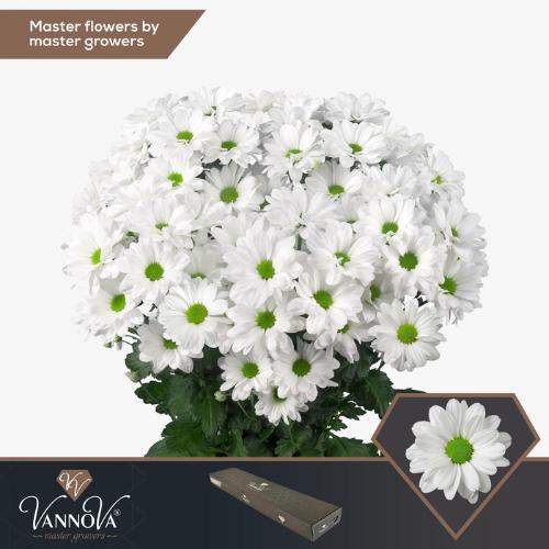 Chrysanthemum Indicum Grp tros Kennedy