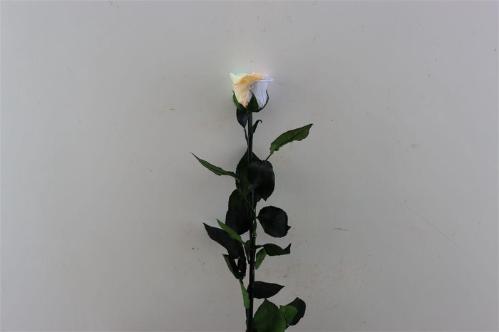 Rosa grootbloemig kleurbehandeld H%