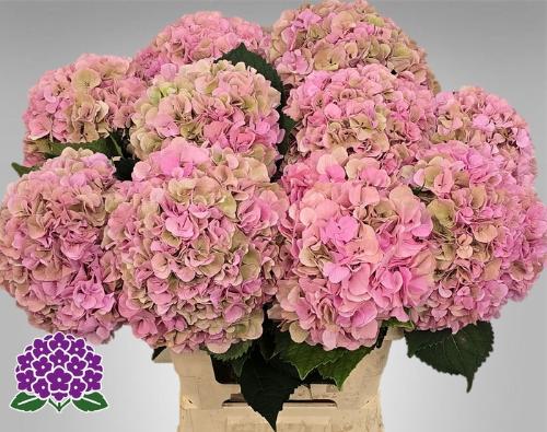 Hydrangea macrophylla Royal Symphony (classic)