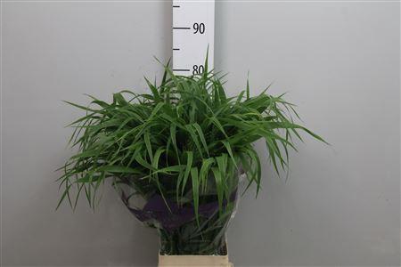 Panicum 'Fountain'