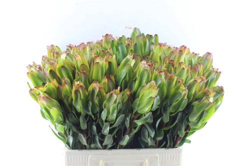 Leucadendron 'Laurel Yellow'