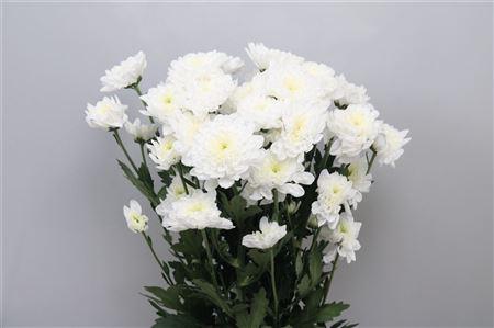 Chrysanthemum( Indicum Grp) tros Altaj