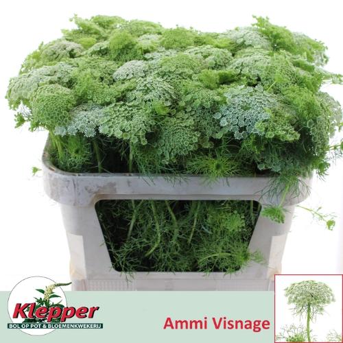Ammi visnaga 'Casablanca'
