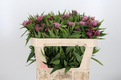 Asclepias incarnata 'Soulmate'