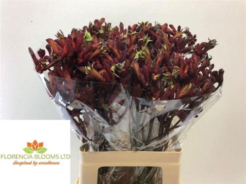 Anigozanthos 'Early Spring'