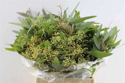 Eucalyptus per bos polyanthemos (fruit)