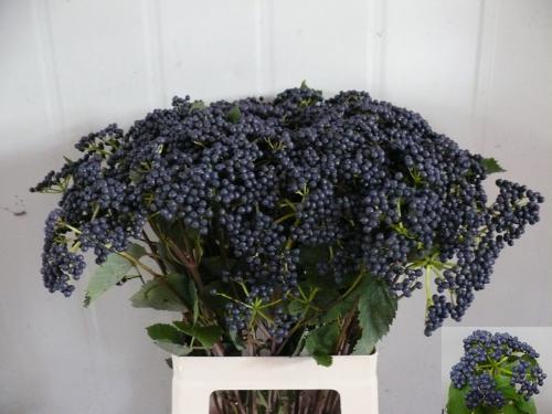 Viburnum dentatum per tak 'Blueberry Hill'