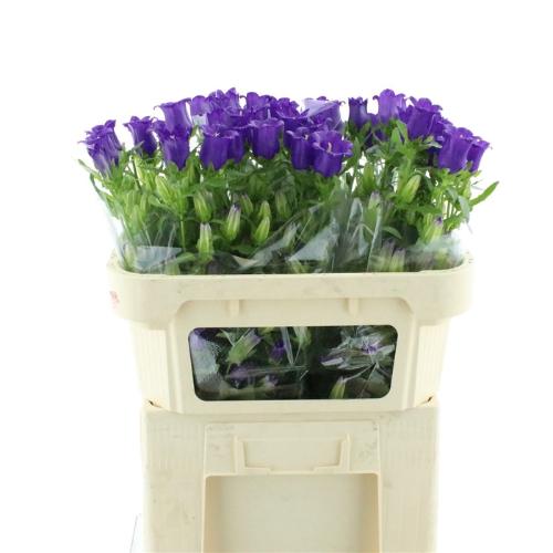 Campanula medium 'Champion Blue'