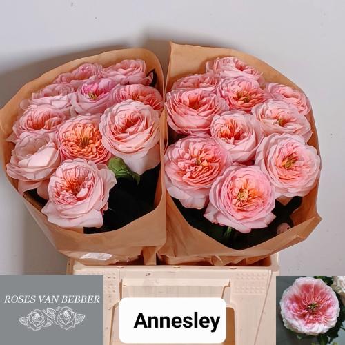 Rosa grootbloemig Annesley!