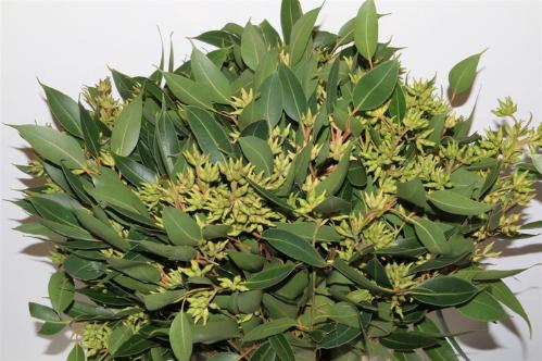 Eucalyptus overig met bes