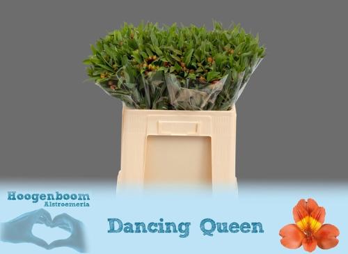 Alstroemeria Dancing Queen