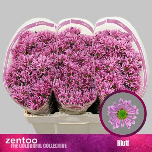Chrysanthemum (Indicum Grp) tros santini AAA Bluff
