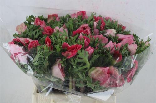 Anemone coronaria 'Mistral Plus Light Pink'