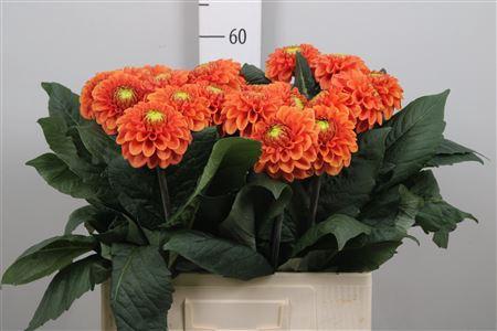 Dahlia (Ball Grp) 'Koppert Bright Orange'
