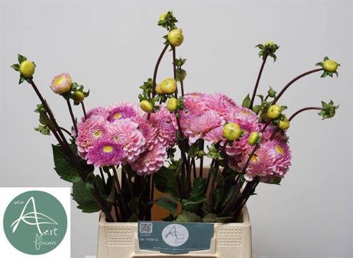 Dahlia Ball Grp 'Wizard of Oz'