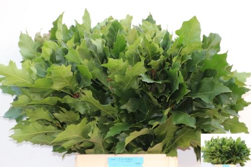 Quercus rubra
