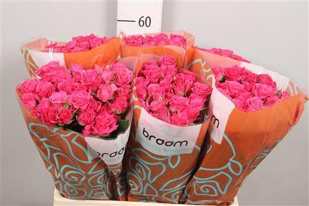 Rosa tros Lianne