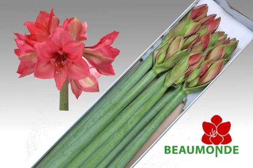 Hippeastrum Galaxy Grp 'Pleasure'