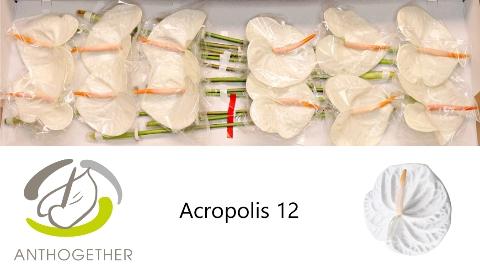 Anthurium Andreanum Grp 'Acropolis'