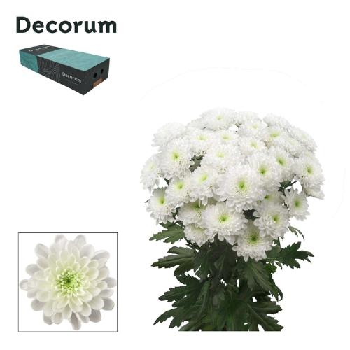 Chrysanthemum( Indicum Grp) tros Altaj