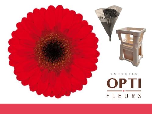 Gerbera mini Nirvana