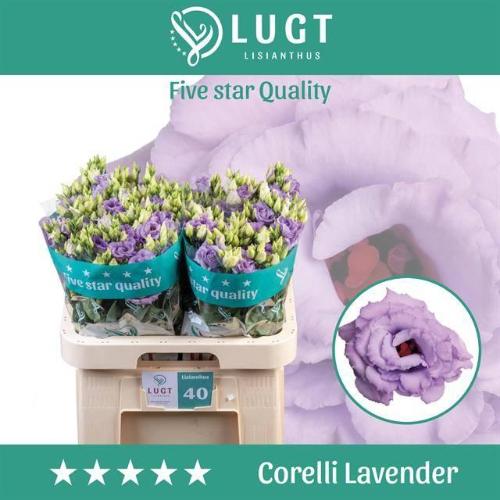 Eustoma russellianum gevuldbloemig 'Corelli Lavender'
