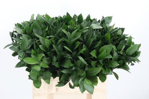 Ruscus hypophyllum (groot blad)
