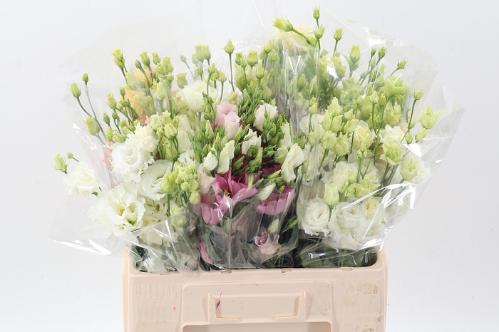 Eustoma russellianum gevuldbloemig gemengd in fust