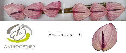 Anthurium Andreanum Grp Bellanca