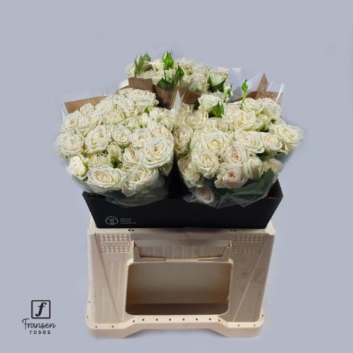 Chrysanthemum Indicum Grp tros kas Glance Cream