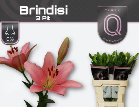 Lilium Longiflorum x Aziatische Grp 'Brindisi'